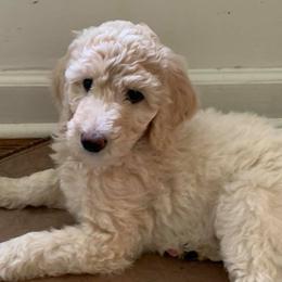 Goldendoodles from Carolina Coast Doodles