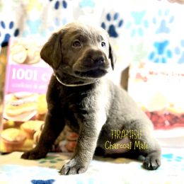 Boy 3 - male Labrador Retriever puppy in White Bear Lake, Minnesota from Labs Of The Lake
