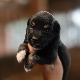 Bandit AKC - Black tri-color male Australian Shepherd puppy in Polk City, Florida from Skaky Shepherds