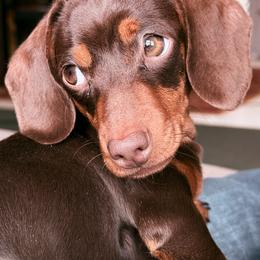 Dachshund Puppies from Cold Mountain Dachshunds