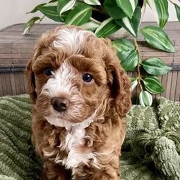 Goldendoodle Puppies from Abidoodles Florida