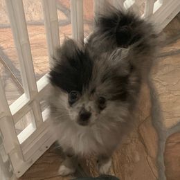 Pomeranian Puppies from Jazzi’s Poms