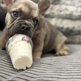 French Bulldog Puppies from Cert. Frenchies