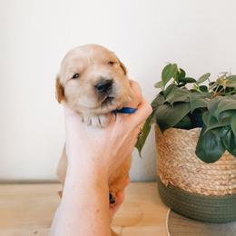 Tumbleweed - Golden male Golden Retriever puppy in Forest Hill, Texas from Gillit Family Goldens of NTX