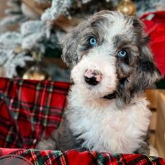 Earl Grey Tea - Merle Double Doodle puppy in Palmetto Bay, Florida from Coral Gables Doodles