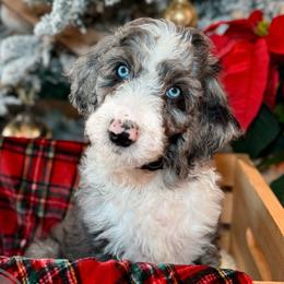 Earl Grey Tea - Merle Double Doodle puppy in Palmetto Bay, Florida from Coral Gables Doodles
