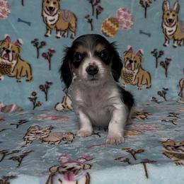Jack - Piebald male Dachshund puppy in Poteau, Oklahoma from Sisters Dazzling Dachshunds