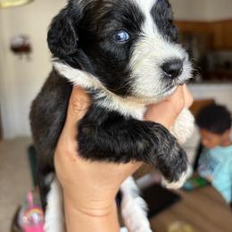 Sable Female - Sable female Aussiedoodle puppy in Spring Hill, Florida from Pawprint Dreams Boarding and Kennel