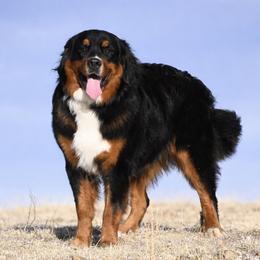 Bernese Mountain Dog puppies from Grateful Bernese & Gage's Goldens