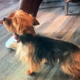 Ace - Yorkshire Terrier