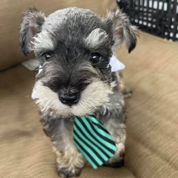 Miniature Schnauzers from Leon’s Schnauzers