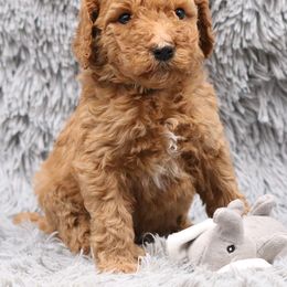 Poodle Puppies from Absolutely Pampered Poodles