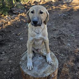 Central Asian Shepherd Dog and Kangal Puppies from VSH Kangal Dogs & Central Asian Shepards/Alabai