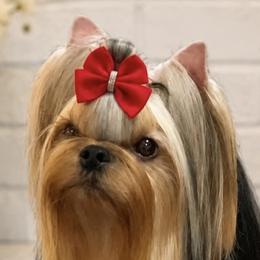 Biewer Terriers, Maltese, Maltipoos, Poodles, and Yorkshire Terriers from Yorkie & Maltese Royalty