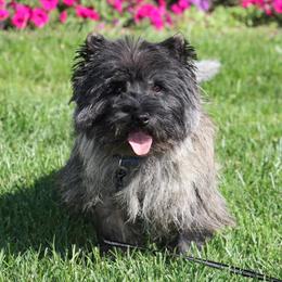 Jobee - Cairn Terrier