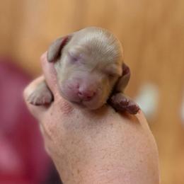 Fregley - Cream male Dachshund puppy in Stamford, Texas from West Texas Miniature Dachshunds