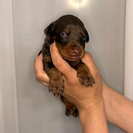 Girl 4 - Red and rust female Doberman Pinscher puppy in Moreno Valley, California from Corgi Dobie Co.