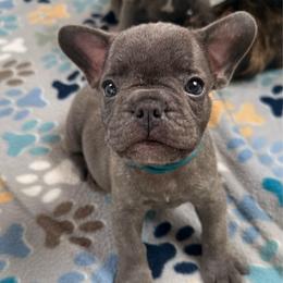 Blue collar - Blue male French Bulldog puppy in Livingston, Texas from Drake Home Frenchies