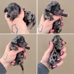 Poppy - Dapple female Dachshund puppy in Madison, Wisconsin from SK Miniature   Dachshunds