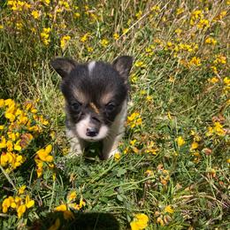 Girl 2 - Black and tan female Pembroke Welsh Corgi puppy in Aberdeen, Washington from Coastal country Farms