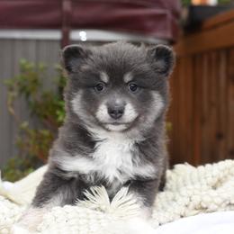 Ryker - Blue male Pomsky puppy in Coos Bay, Oregon from Ocean View Pomskies