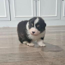 Lifesaver - Black tri-color male Australian Shepherd puppy in Stanwood, Washington from BlueSpark Australian Shepherds