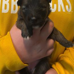Girl 4 - female Nenets Herding Laika puppy in Rockville, Maryland from Skais the Limit