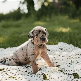 White collar - Merle female Great Dane puppy in Ulen, Minnesota from Hogenson Family Farm