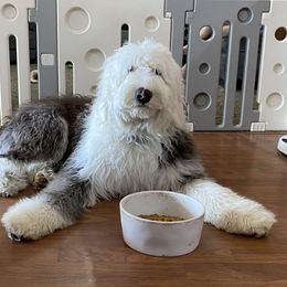 Old English Sheepdog Puppies from Heavinly Blessings Farm Pups - Old English Sheepdog Puppies