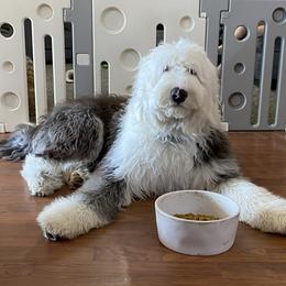 Old English Sheepdog Puppies from Heavinly Blessings Farm Pups - Old English Sheepdog Puppies