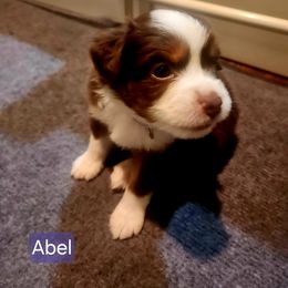 Abel - Red & white female Miniature American Shepherd puppy in Longview, Washington from Rainy Rivers Farms