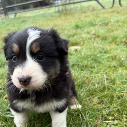 Pippy - Black tri-color female Australian Shepherd puppy in Yelm, Washington from Country Rose Australian Shepherds