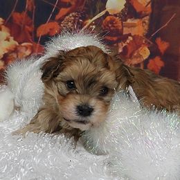 Bucky (Pumpkin) - Red sable male Havanese puppy in Salt Lake City, Utah from Steal Your Heart Havanese