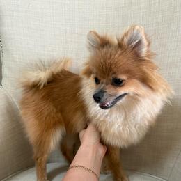 Allie - Red sable female Pomeranian puppy in Phoenix, Arizona from Luxpomz