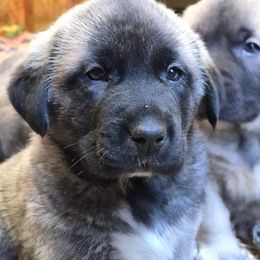 Sonny - Gray fawn male Anatolian Shepherd Dog puppy in Jackson, New Jersey from Homestead Heaney