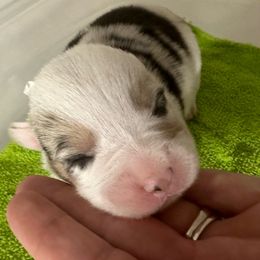 Moon Racer - Blue Pembroke Welsh Corgi puppy in Napoleon, North Dakota from Enok Corgis