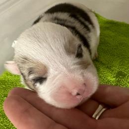 Moon Racer - Blue Pembroke Welsh Corgi puppy in Napoleon, North Dakota from Enok Corgis