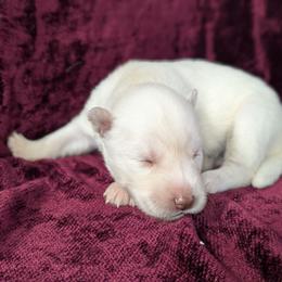Ash - White male Siberian Husky puppy in Coshocton, Ohio from Wyant Farms