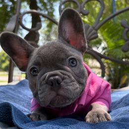 French Bulldog puppies from De Goza Camp