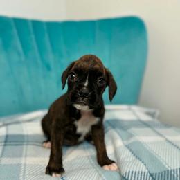 Boy 2 - Brindle male Boxer puppy in Prestonsburg, Kentucky from Bre’s Boxers
