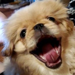 Pekingese from Paco's