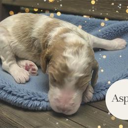 Aspen - Parti male Goldendoodle puppy in Ellenburg Center, New York from Kristin's Puppies