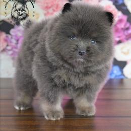 Blake - Blue and tan male Pomeranian puppy in Fultonville, New York from Sandy Aussies & Pomeranians