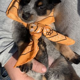 Australian Cattle Dog Puppies from Turnpike Creek Canines