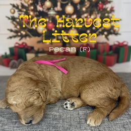 Pecan - Apricot female Goldendoodle puppy in Houston, Texas from Golden Life Doodles