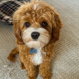 Gus - Cavapoo