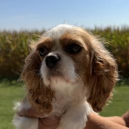 Ginger - Cavalier King Charles Spaniel