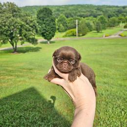 Chocolate girl - Brown female Brussels Griffon puppy in Huntsville, Alabama from Tammy's Brussels