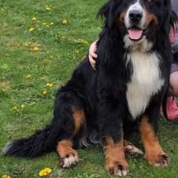 Arrow - Bernese Mountain Dog
