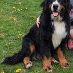 Arrow - Bernese Mountain Dog